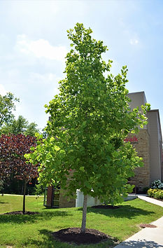 Tulip Tree.JPG