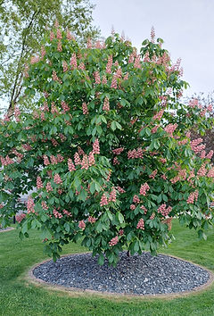 Horse Chestnut_edited.jpg