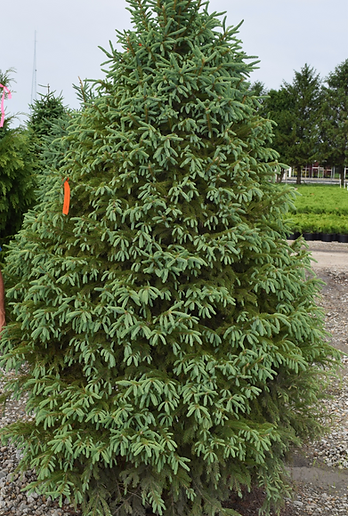 Spruce Trees Treeze Com United States