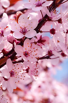 Spring cherry blossoms on pink and blue background.jpg