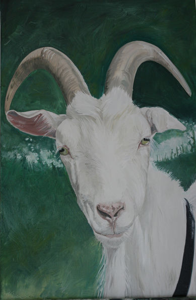 Ronnie Goat 11.0514 123.JPG