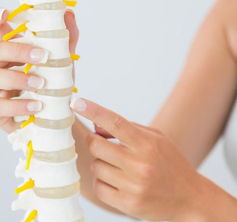 a person holding a model spine