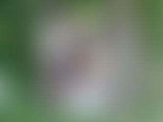 "Holz on Tour" - Holzbläser-Kammermusik