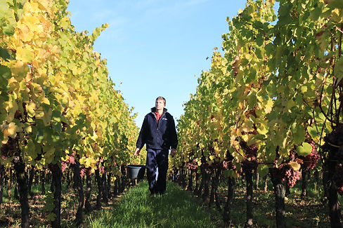 Pierre Bannwarth im Weinberg