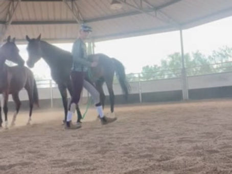 The Invisible Halter