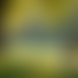 a park bench under a large tree with green grass