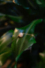 Sustainable Rose Gold Adjustable Bracelet with Pink Round Bead Upcycled from Garlic Peels