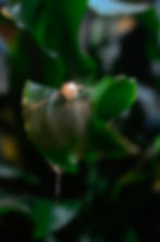 Sustainable Rose Gold Adjustable Bracelet with Pink Cube Upcycled from Garlic Peels