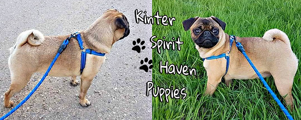 2020 KSH Pug