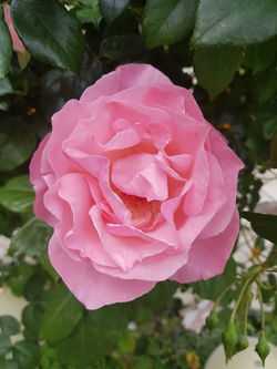 8da76892-0d52-4897-a310-724b7d4a696d