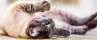 cat-roll-in-catnip-compressed.jpg