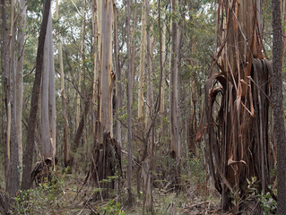 Â Â Â The gum trees are stripping.
