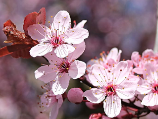 Â Â Â Â Â Â Â Almond trees
