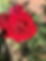 15.2 Lady in Red.JPG