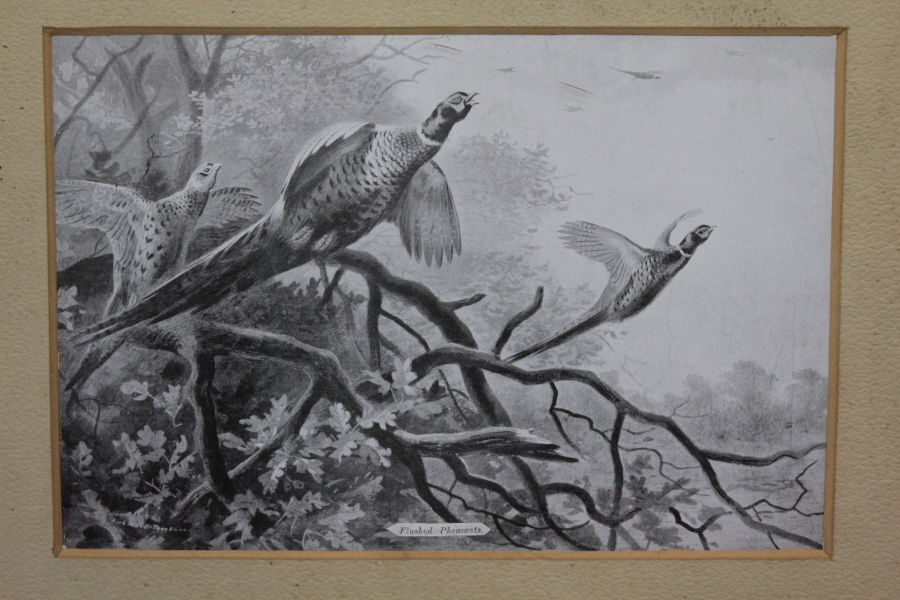 Thumbnail: Wooden Frame with 4 Wild Bird Scenes