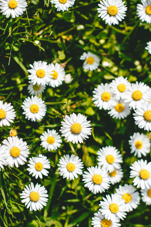 Margarida / Bellis Perennis