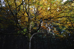 DSC_0094 copie