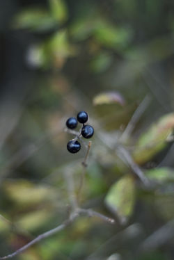 DSC_0111 copie