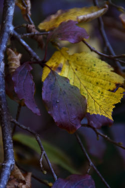 DSC_0093 copie