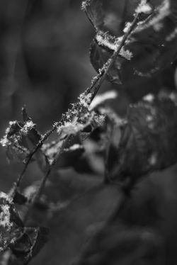 DSC_0068 copie