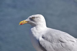 DSC_0556 copie