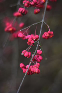 DSC_0078 copie
