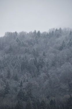 DSC_0054 copie