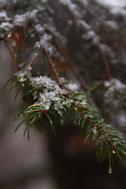 DSC_0133 copie