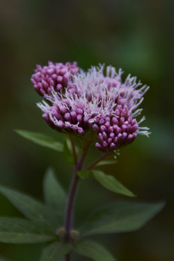 DSC_0013 copie