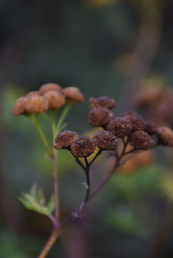 DSC_0017 copie