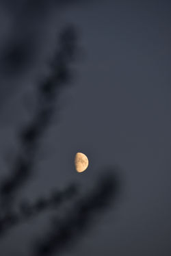 DSC_0464 copie