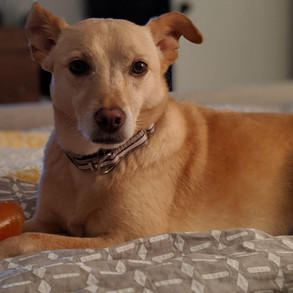 maisey.jpeg