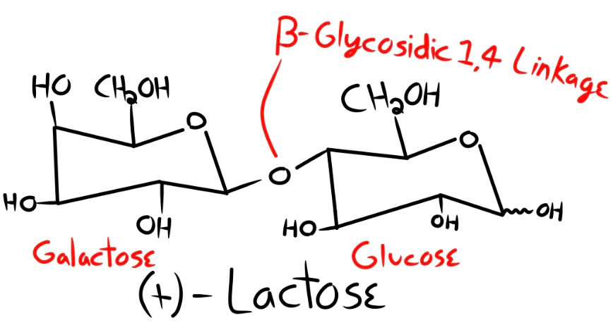 Fig. 15. (+)-Lactose. Every point where lines meet at an angle or corner represents a carbon atom. Counting from the right to the left, we can see how the linkage happens at the 4th carbon of the Glucose, and links to the 1st carbon of the Galactose.