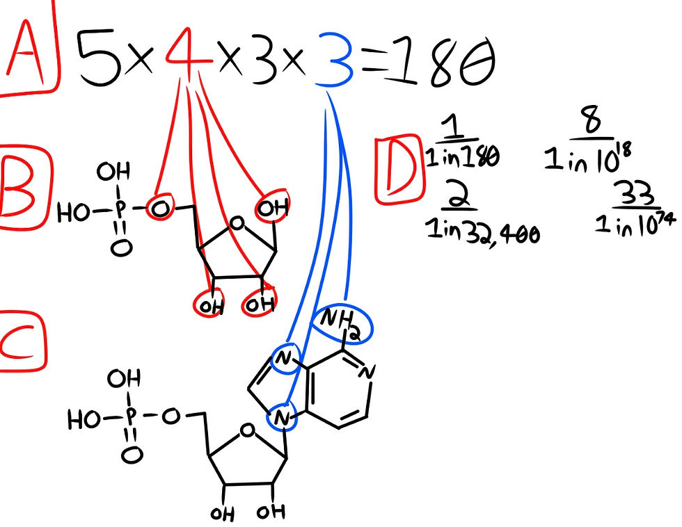 Fig. 14. Adenine Nucleotide Calculations.