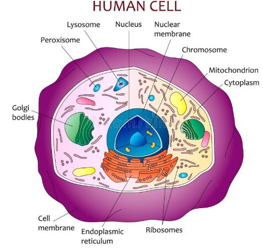 Fig. 2: Diagram of the human cell.