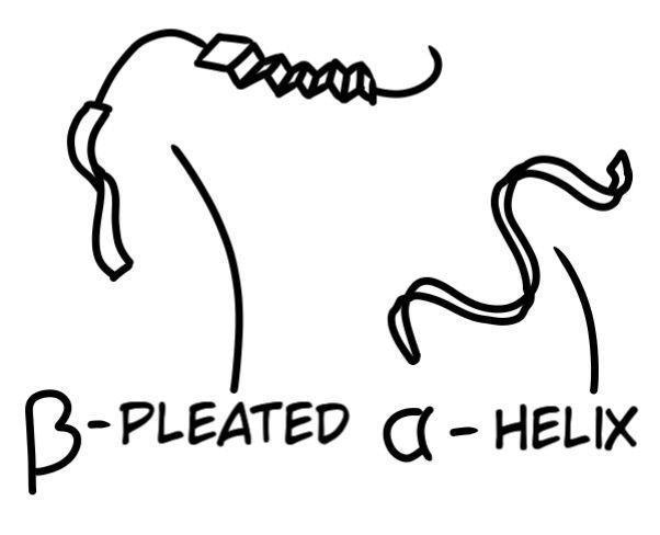 Fig. 9. Once peptides are made into proteins from a ribosome, they can exist in one of two chain structures. Alpha Helix (Spiral), and Beta Pleated (Plate).