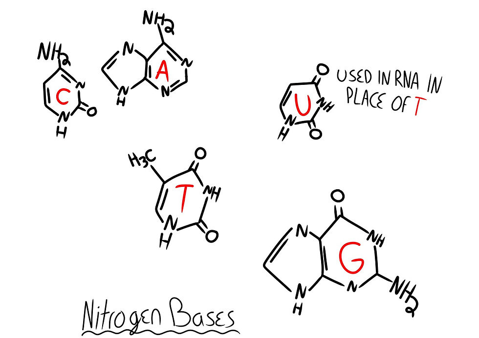 Fig. 11: Chemical structure of each Nitrogen base used in DNA and RNA. Uracil is swapped for Thymine in RNA.