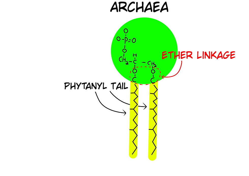Fig. 19. Archaea's phospholipids have a different tail material and linkage for the glycine to the tails called and Ether Linkage.