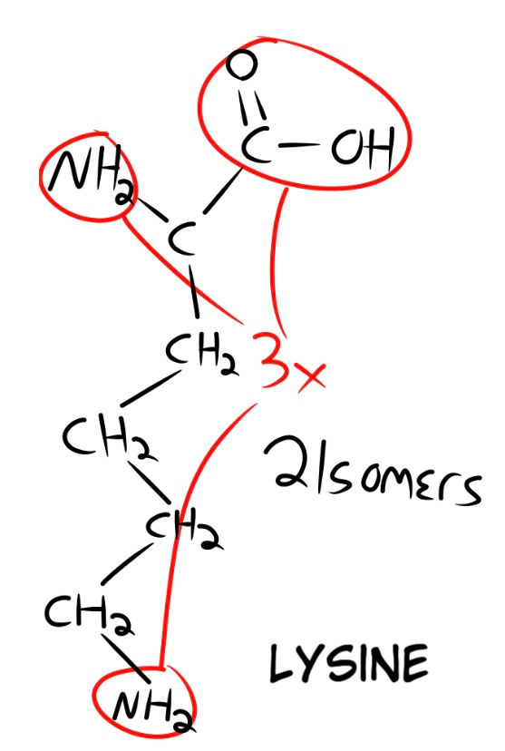 Fig. 12. Lysine has 3 connection points and 2 isomers.