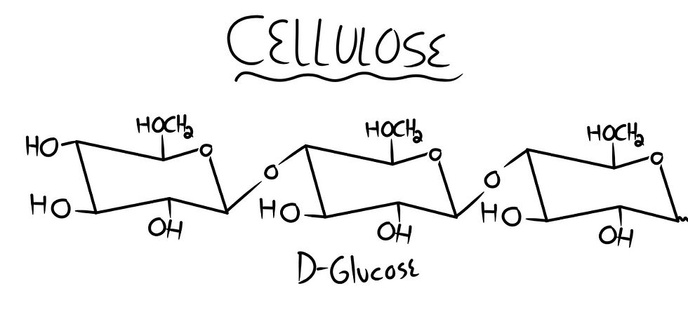 Fig. 17. Structure of Cellulose. A polysaccharide of D-glucose.