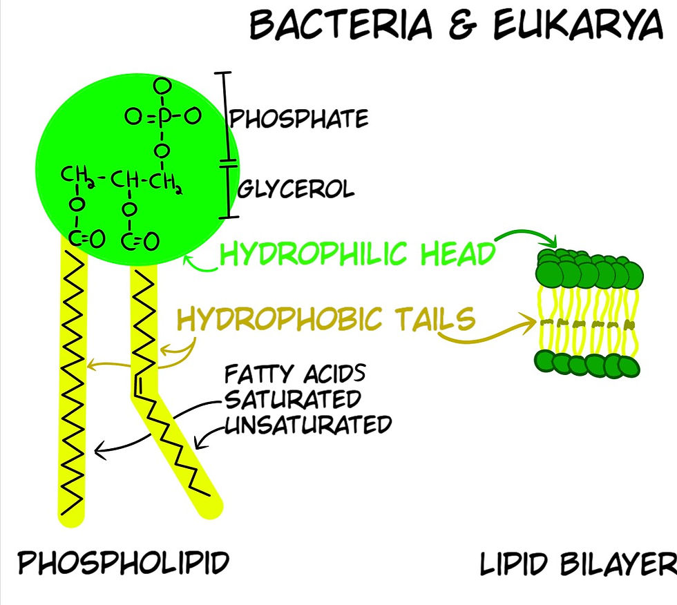 Fig. 18. Bacteria and Eukarya have different Lipid constructions than Archaea. Lipid Bilayers make up the Cell Membrane mentioned earlier.