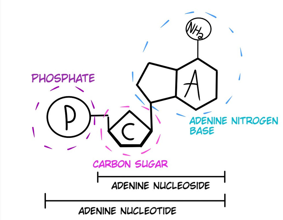 Fig. 7: Structure of an Adenine Nucleotide, single lines represent normal chemical bonds (single bonds), whereas double lines represent a stronger attraction, or a higher exchange of electrons (double bond).