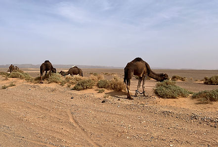 camels 2_edited.jpg