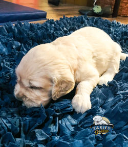 Sandi puppies3 weeks-2