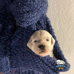 Mr. Sky Blue 18 days old