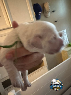 Golden retriever puppy.