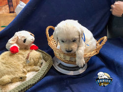 Mr. Blue 4 weeks old sm-12