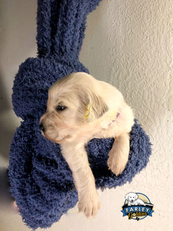 Mr. Purple 18 days old