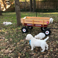 6 weeks multi pups nologo-11