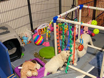 Dogs Nov 2021 iphone SM-19.jpg